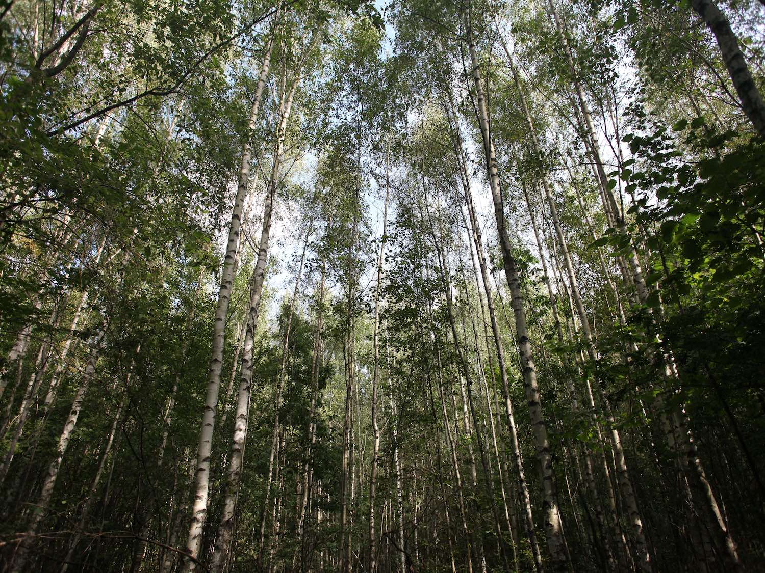 Paveldėjau mišką